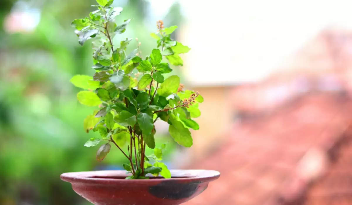 vastu tips for tulsi don’t forget to give water in tulsi on this day maa laxmi can get angry 