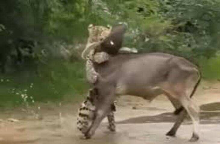 पाली जिले में जवाई लेपर्ड कंजर्वेशन एरिया में शेरनी ने गाय का शिकार, वीडियो में देंखे पर्यटकों ने बनाया वीडियो