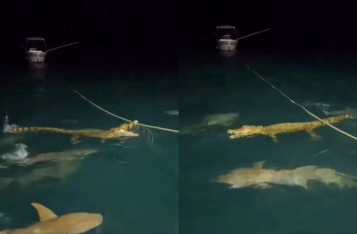 समुद्र में खौफनाक मंजर! शार्क से घिरा पानी का दानव, जंग की वायरल वीडियो ने&nbsp;बढ़ाई लोगों की धड़कनें