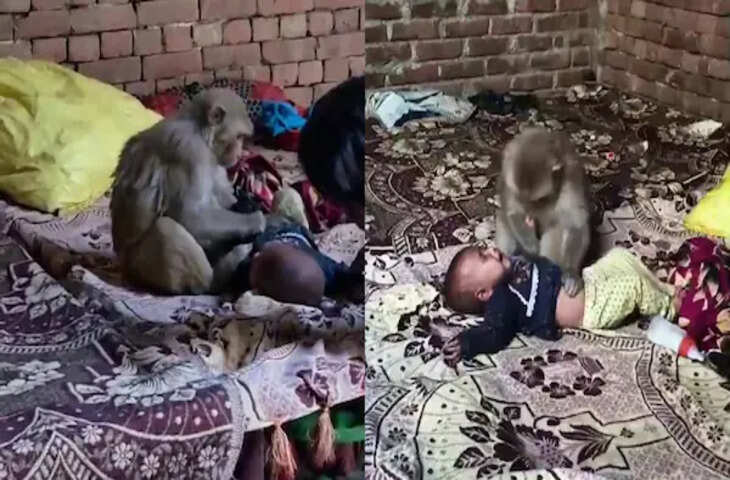 हैरान कर देने वाला वीडियो! बंदरिया ने छोटे बच्चे को घंटों तक बनाए रखा बंधक, वजह जान रह जाएंगे दंग&nbsp;