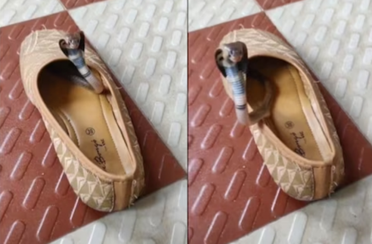 सांप बहुत खतरनाक जीव होते हैं। इनसे बहादुर लोग भी डर जाते हैं। दुनिया में सांपों की कई तरह की प्रजातियां हैं। कुछ बहुत ज़हरीले होते हैं। कुछ इतने ज़हरीले होते हैं कि काटने के कुछ ही मिनटों में इंसान की मौत हो सकती है। कोबरा भी ऐसी ही एक प्रजाति है। आपने देखा होगा कि सांप अक्सर घर में घुस जाते हैं। वे घर के अंदर ऐसी जगहों पर छिप जाते हैं जहां वे आसानी से दिखाई नहीं देते। ऐसे कई वीडियो सोशल मीडिया पर वायरल हुए हैं। ऐसा ही एक वीडियो सोशल मीडिया पर सामने आया है।  एक खतरनाक कोबरा जूते में छिपा हुआ था।  सोशल मीडिया पर कोबरा से जुड़ा एक वीडियो वायरल हो रहा है, जिसे देखकर लोगों की रूह कांप रही है। इसे देखने के बाद आप कभी भी अपने जूते बिना झाड़े या थपथपाए नहीं पहन पाएंगे। वीडियो में एक महिला के जूते के अंदर कोबरा सांप देखा जा सकता है, जो बाहर आने से मना कर रहा है।  Loading tweet...   हमले के मूड में दिखा सांप वीडियो में दिख रहा है कि जैसे ही कोई जूते के पास जाता है, सांप तुरंत अलर्ट हो जाता है और हमला करने के लिए तैयार हो जाता है। हालांकि यह कोबरा बहुत बड़ा नहीं है, बच्चे जैसा दिख रहा है, लेकिन इसका पिछला हिस्सा एक बड़े सांप जितना चौड़ा है। यह जूते के अंदर छिपा हुआ था। परिवार ने इसे देखते ही इसे ढूंढने की कोशिश की। अगर किसी ने गलती से जूता पहनने की कोशिश की होती, तो कोबरा उन्हें काट लेता।  वीडियो वायरल हो गया वीडियो को सोशल मीडिया प्लेटफॉर्म ट्विटर पर अकाउंटेंट @gunsnrosesgirl3 ने कैप्शन के साथ शेयर किया, "इस स्थिति में आप क्या करेंगे?" 15 सेकंड के इस वीडियो को अब तक 200,000 से ज़्यादा बार देखा जा चुका है, और सैकड़ों लोगों ने इसे लाइक किया है।