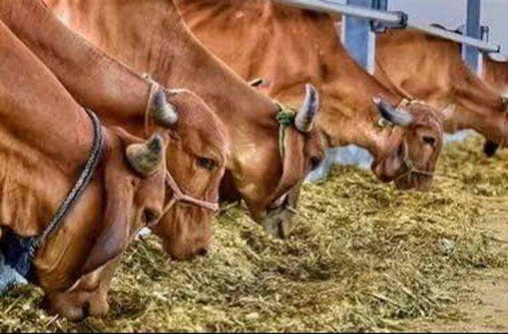 जयपुर में &lsquo;गौ सम्मान आह्वान अभियान&rsquo;: गाय को राष्ट्रमाता का दर्जा देने की मांग, हजारों लोग सड़कों पर उतरे