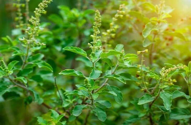 क्या घर के मुख्य द्वार पर रखना चाहिए तुलसी का पौधा? जानें वास्तु के नियम और उपाय