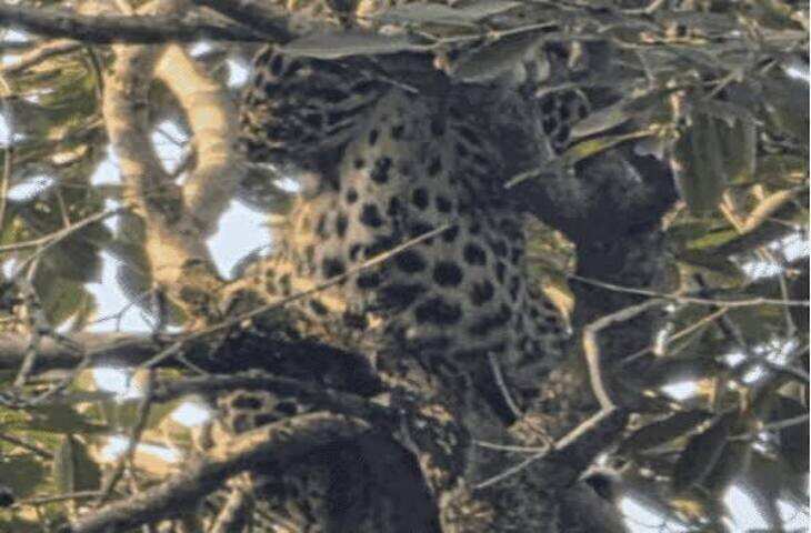 कोटा के छत्र विलास पार्क में लेपर्ड रेस्क्यू: 4 घंटे की मशक्कत के बाद पकड़ा गया, वीडियो में जाने 40 फीट ऊंचे पेड़ से गिरा नीचे