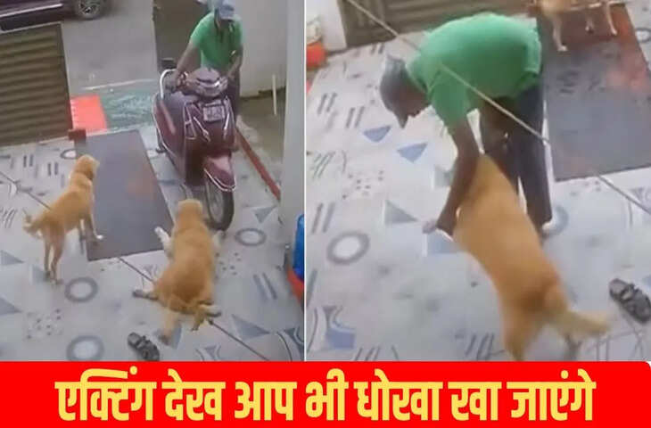 नहीं है इस डॉगी का एक्टिंग में कोई मुकाबला, मालिक के सामने किया कुछ ऐसा धोखा खा जाएंगे आप