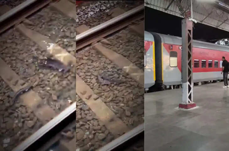 मुंबई की बारिश का अनोखा नजारा, रेलवे ट्रैक पर भरे पानी में तैरती दिखीं मछलियां; वीडियो वायरल