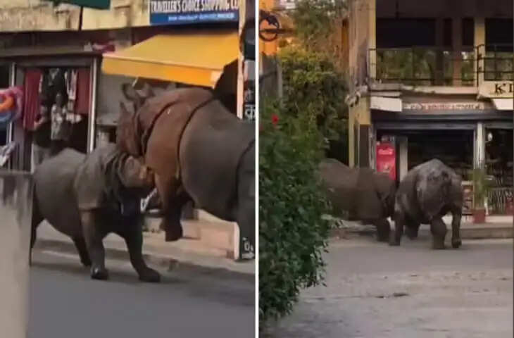 नेपाल के बीच बाजार में दो गैंडों की भिड़ंत, अफरा-तफरी का वीडियो सोशल मीडिया पर वायरल