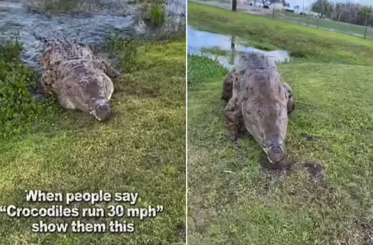 क्या सच में 30 Km/h दौड़ सकता है मगरमच्छ? वायरल वीडियो ने उठाए सवाल
