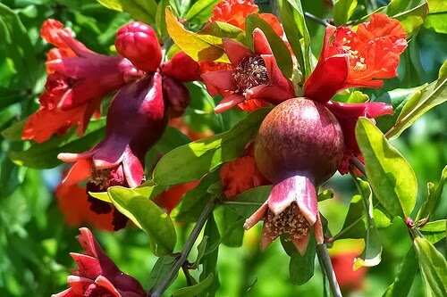 vastu tips for growing pomegranate tree in house 