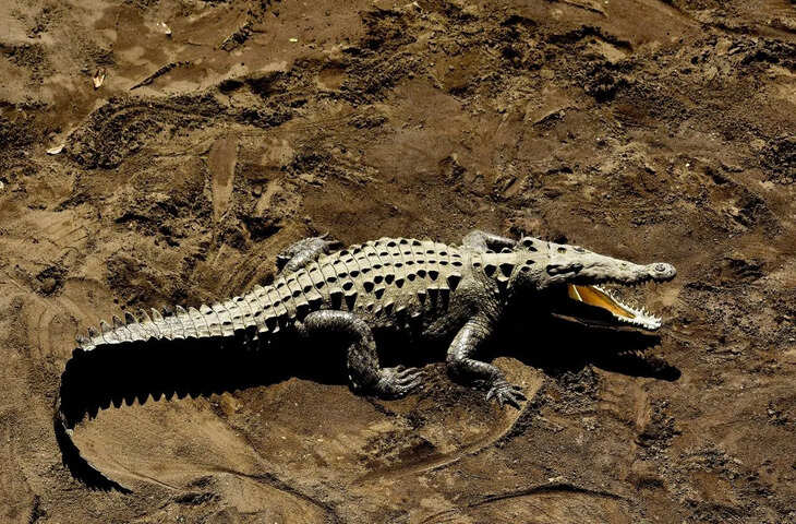 हरदोई के पिहानी में नाली में घुसे मगरमच्छ का हमला, स्कूटी सवार घायल