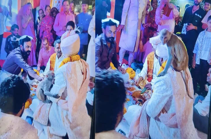 बारात में अनोखा नजारा: दूल्हे की गोद में बैठ गया बंदर, शादी की रस्में देखता रहा पूरा कार्यक्रम
