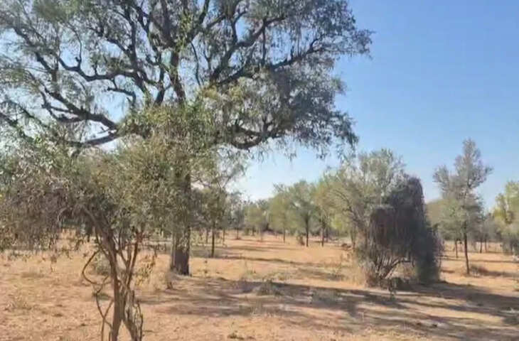 जालोर के किसान परिवार ने 300 बीघा जमीन खेजड़ी संरक्षण के लिए समर्पित की, बीकानेर के महापड़ाव के बीच मिसाल कायम