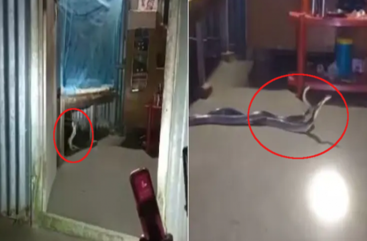 बेडरूम में बिस्तर के नीचे लड़ रहे थे 2 खतरनाक सांप, देखकर चीख पड़ी फैमिली, फिर जो हुआ