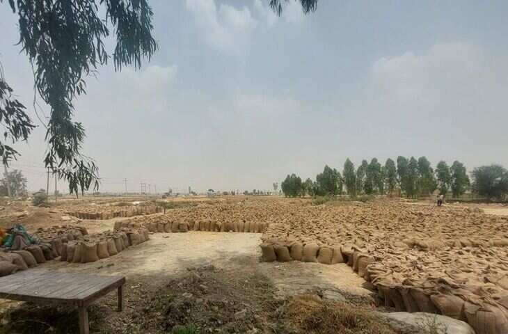 राज्य में अभी तक 46% खरीदा गया गेहूं नहीं उठाया गया