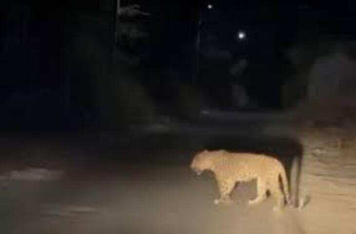 उदयपुर में पिछोला झील किनारे लेपर्ड का मूवमेंट, आर्मी कैंट के पास घूमते हुए कैमरे में कैद
