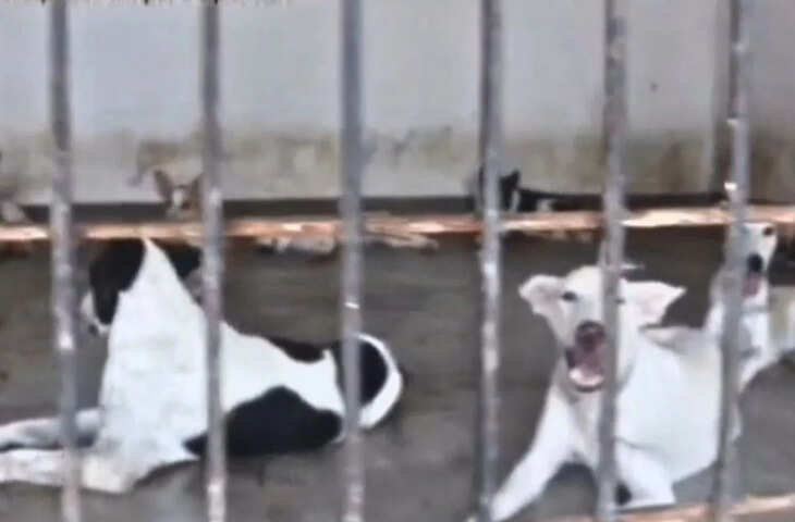 यूपी सरकार का कुत्तों पर कड़ा कदम: दो या अधिक बार काटने वाले स्ट्रीट डॉग्स को एनिमल बर्थ कंट्रोल सेंटर में रखा जाएगा
