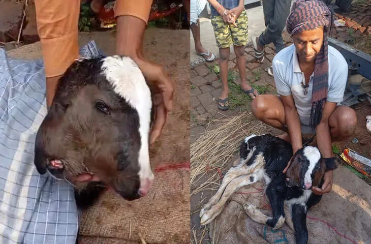 अनोखी घटना: दो मुंह और चार आंखों वाले बछड़े का जन्म, देखने उमड़ी भीड़