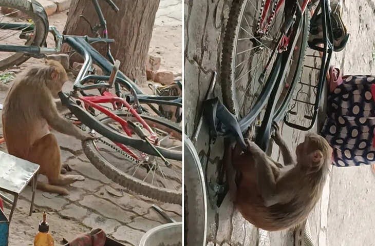 साइकिल की दुकान पर बंदर ने दिखाया ऐसा हुनर कि लोग रह गए दंग, पंचर बनाते हुए वीडियो हुआ वायरल&nbsp;