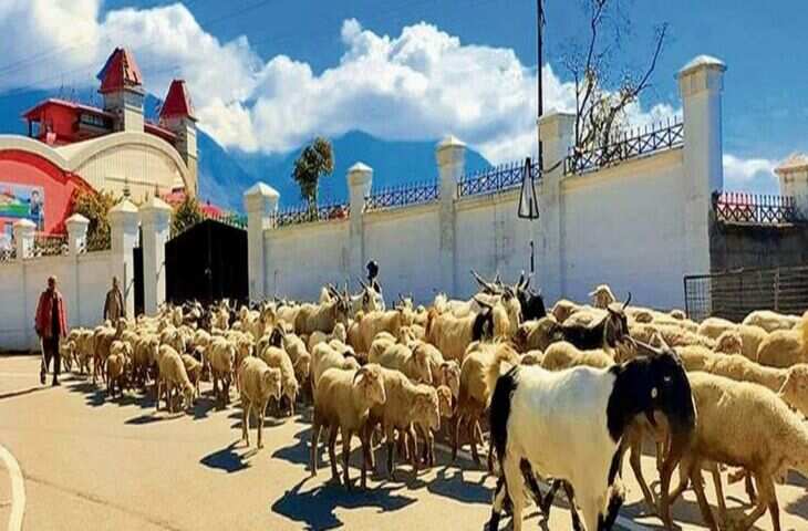 गद्दी चरवाहों द्वारा उपयोग किए जाने वाले मार्गों पर वृक्षारोपण के विरुद्ध आदेश जारी