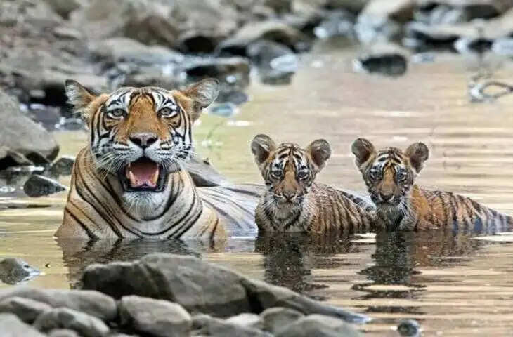 राजस्थान का रणथंभौर आज दुनिया के सबसे चर्चित टाइगर रिजर्व में शामिल है। यहां बाघों की मौजूदगी और आसानी से होने वाली टाइगर साइटिंग ने इसे देश-विदेश के वन्यजीव प्रेमियों के बीच खास पहचान दिलाई है। लेकिन रणथंभौर की कहानी हमेशा ऐसी नहीं थी। एक दौर ऐसा भी था, जब यहां बाघों का दिखना बेहद दुर्लभ माना जाता था। लगातार संरक्षण, जंगलों में मानवीय दखल कम करने और बाघों के लिए अनुकूल वातावरण तैयार होने के बाद रणथंभौर ने धीरे-धीरे अपनी तस्वीर बदल दी।  रणथंभौर का इतिहास इसके किले से भी गहराई से जुड़ा है। राजस्थान पर्यटन के अनुसार रणथंभौर किले का निर्माण चौहान शासकों के दौर में हुआ था और यह क्षेत्र सदियों से ऐतिहासिक और सामरिक दृष्टि से महत्वपूर्ण रहा है। आज यही किला रणथंभौर के जंगलों की पहचान का अहम हिस्सा है।  वन्यजीव संरक्षण के लिहाज से रणथंभौर की कहानी 1950 के दशक में महत्वपूर्ण मोड़ लेती है। वर्ष 1955 में इस क्षेत्र को सवाई माधोपुर गेम सेंक्चुरी के रूप में विकसित किया गया। इसके बाद संरक्षण व्यवस्था मजबूत होती गई और वर्ष 1973 में इसे प्रोजेक्ट टाइगर में शामिल किया गया। इसी दौर से बाघों के संरक्षण को व्यवस्थित तरीके से आगे बढ़ाने की शुरुआत हुई।  शुरुआती वर्षों में रणथंभौर में बाघों की संख्या बहुत अधिक नहीं थी। 1970 के दशक में यहां बाघों को देख पाना काफी मुश्किल था। जंगलों को संरक्षण मिलने और शिकार पर रोक सख्त होने के साथ हालात बदलने लगे। 1980 के दशक के मध्य तक रणथंभौर दुनिया में जंगली बाघों को देखने के लिए प्रमुख स्थानों में गिना जाने लगा।  रणथंभौर के विस्तार ने भी बाघों को बेहतर आवास उपलब्ध कराया। वर्ष 1983 में राष्ट्रीय उद्यान के उत्तर में स्थित करीब 647 वर्ग किलोमीटर क्षेत्र को कैलादेवी अभयारण्य के रूप में शामिल किया गया। इसके बाद 1984 में दक्षिण की ओर लगभग 130 वर्ग किलोमीटर क्षेत्र को सवाई मानसिंह अभयारण्य बनाया गया। इन क्षेत्रों के जुड़ने से बाघों के लिए बड़ा और सुरक्षित आवास तैयार हुआ।  हालांकि बाघों की यह बढ़ती आबादी हमेशा सुरक्षित नहीं रही। 1990 के दशक की शुरुआत में रणथंभौर में बड़े पैमाने पर अवैध शिकार की घटनाएं सामने आईं। बाघों की खाल और शरीर के अंगों की तस्करी ने संरक्षण व्यवस्था के सामने गंभीर चुनौती खड़ी कर दी। वन विभाग की सख्ती और शिकारियों पर कार्रवाई के बाद स्थिति धीरे-धीरे नियंत्रण में आई और बाघों की संख्या फिर बढ़ने लगी।  बाघों के लिए जंगल में जगह बढ़ाने की दिशा में गांवों का पुनर्वास भी महत्वपूर्ण रहा। 2008 से 2018 के बीच राष्ट्रीय उद्यान के भीतर मौजूद शेष चार गांवों को बाहर स्थानांतरित किया गया। इससे बाघों के लिए उपयुक्त प्राकृतिक आवास में विस्तार हुआ और वन्यजीवों को अपेक्षाकृत शांत वातावरण मिला।  यही वजह है कि रणथंभौर को राजस्थान की &lsquo;टाइगर फैक्ट्री&rsquo; कहने की कहानी सिर्फ बाघों की संख्या बढ़ने की कहानी नहीं है। यह दशकों तक चले संरक्षण, जंगलों की सुरक्षा, शिकार पर नियंत्रण और प्राकृतिक आवास को मजबूत करने का परिणाम है। आज रणथंभौर टाइगर रिजर्व में रणथंभौर नेशनल पार्क के साथ सवाई मानसिंह और कैलादेवी वन्यजीव अभयारण्य जैसे क्षेत्र भी शामिल हैं।  रणथंभौर की पहचान अब सिर्फ बाघों तक सीमित नहीं है। यहां तेंदुए, नीलगाय, चीतल, मगरमच्छ और अनेक पक्षी प्रजातियां भी पाई जाती हैं। बाघ संरक्षण की सफलता के साथ यह क्षेत्र राजस्थान के प्रमुख वन्यजीव पर्यटन केंद्रों में भी बदल चुका है। हाल में यहां बाघों के इलाज और संरक्षण के लिए राजस्थान का पहला टाइगर रिजर्व वेटरनरी हॉस्पिटल भी तैयार किया गया है, जो संरक्षण के बदलते स्वरूप को दिखाता है।  इस तरह कभी जहां बाघों की मौजूदगी दुर्लभ थी, वही रणथंभौर आज बाघों की दहाड़ और उनकी शानदार साइटिंग के लिए पूरी दुनिया में जाना जाता है। यही लंबा सफर रणथंभौर को राजस्थान की &lsquo;टाइगर फैक्ट्री&rsquo; की पहचान देता है।