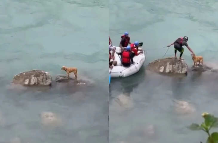 नदी में फंसा कुत्ता और उसकी मदद के लिए आए देवदूत, Video देख यूजर्स कर रहे तारीफ़&nbsp;