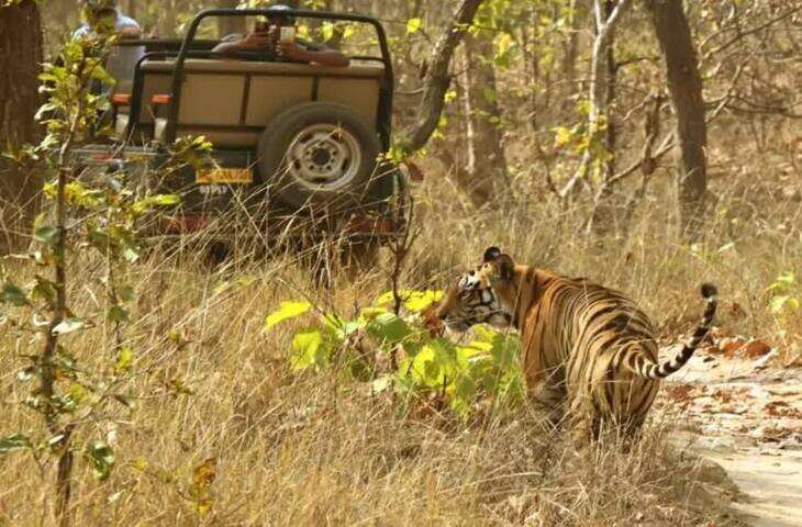 अरण्य में बाघ के बेहद नजदीक से फोटो लेने का VIDEO वायरल, यूजर्स ने जताया गुस्सा