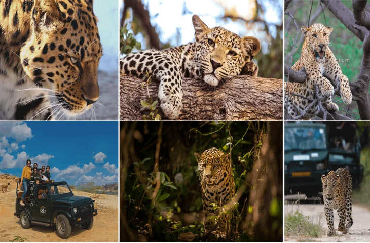 क्रिकेटर्स से लेकर बॉलीवुड फिल्म स्टार्स तक की पसंद है झालाना लेपर्ड सफारी, घूमने से पहले वायरल डॉक्यूमेंट्री&nbsp;जाने जरूरी जानकारी