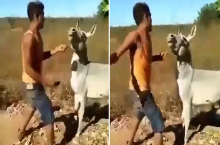 क्रूरता की हद पार! मालिक गधे को मारता रहा, फिर बेजुबान ने सिखायाऐसा सबक कि याद आ गई नानी, देखे वीडियो&nbsp;