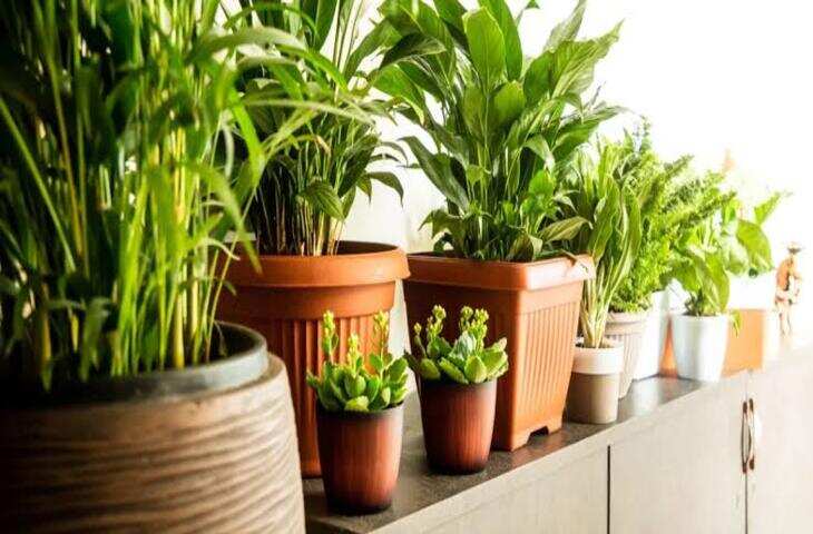 इंडोर-आउटडोर गार्डनिंग टिप्स: आपके पौधों की सेहत के लिए कौन सा गमला रहेगा सही, जानें विशेषज्ञ की राय