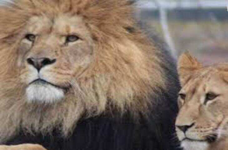 जंगल का राजा भी इन दो जानवरों से नहीं लेता पंगा, वजह जानकर रह जाएंगे हैरान