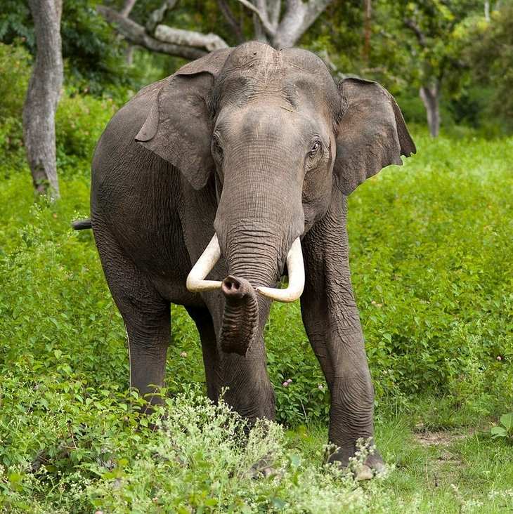 केरल के जंगल से विस्थापित बदमाश हाथी Tamil Nadu में पहुंचा