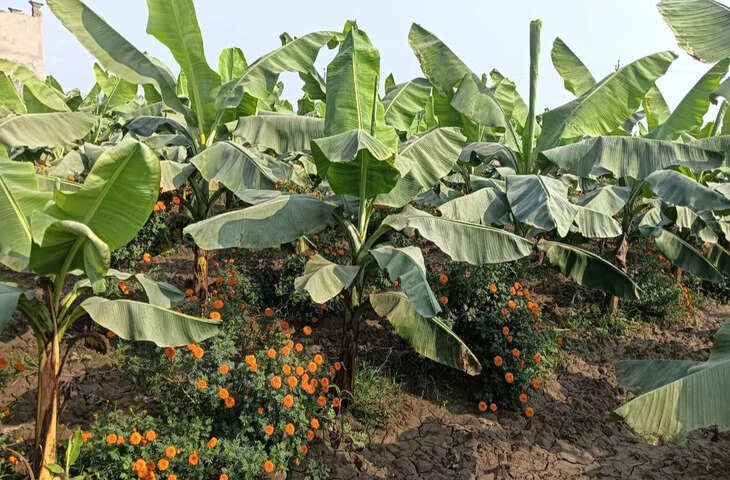 2 फसल दे गई डबल मुनाफा! किसान ने एक ही खेत में केले के साथ उगाया अफ्रीकन गेंदा, 4 महीने में मालामाल