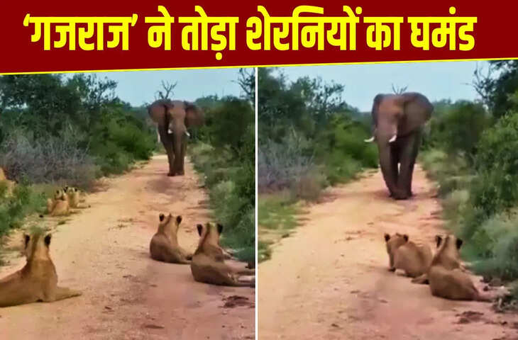 ‘गजराज’ ने तोड़ा शेरनियों का घमंड, पलभर में बदल गया जंगल का नजारा, देखें VIDEO