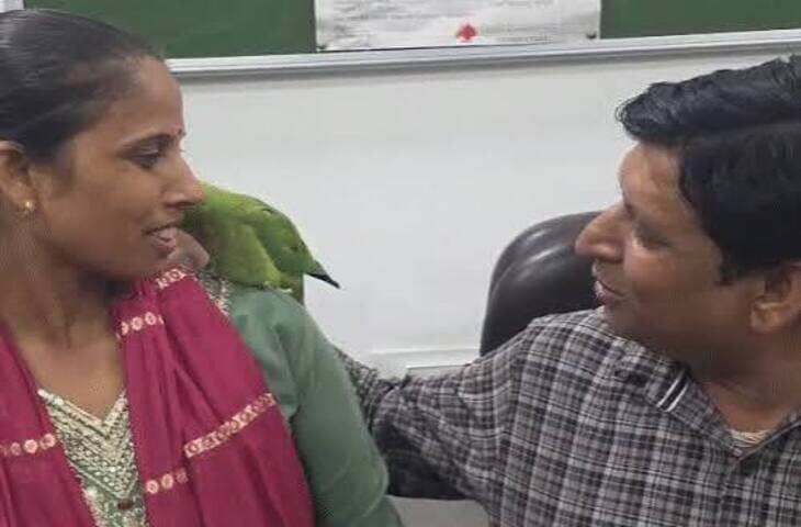 6 दिन बाद मिला आगरा का लापता तोता 'माऊ', परिवार ने लगाए थे होर्डिंग, खोजने वाले के लिए रखा था 50 हजार का इनाम