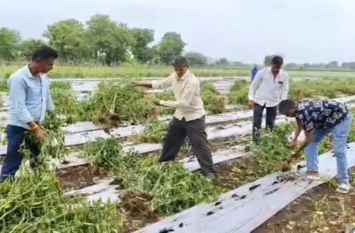 Rajpur News: मिर्च की फसल पर वायरस का प्रकोप, पत्तियां सिकुड़ीं तो किसानों ने उखाड़े पौधे; उत्पादन घटने से दोहरा नुकसान