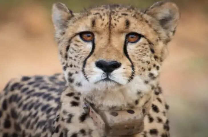 कूनो से बन्नी घास मैदान जाएंगे 6 चीते, सरदार पटेल जयंती पर शिफ्टिंग की तैयारी अंतिम चरण में