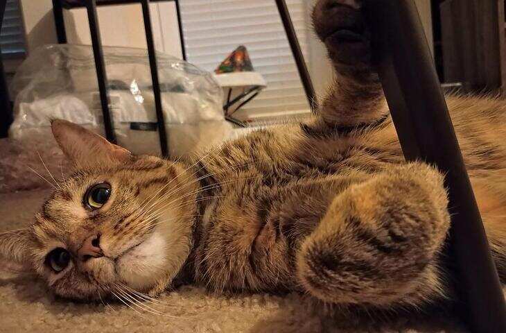 6 महीने पहले बिल्ली का बच्चा घर लाई महिला, अब उसकी हरकतों से हुई हैरान - कहानी सुनकर रह जाएंगे दंग