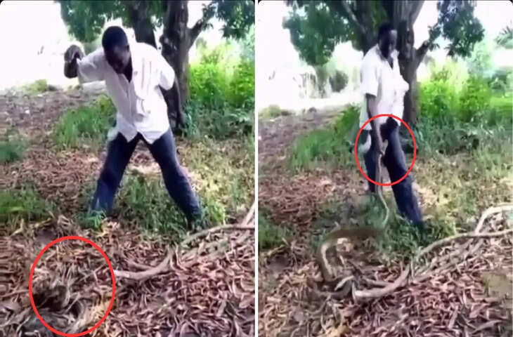 सोशल मीडिया पर वायरल: नशे में चूर शख्स और खतरनाक अजगर की भिड़ंत, देखकर लोग दंग रह गए