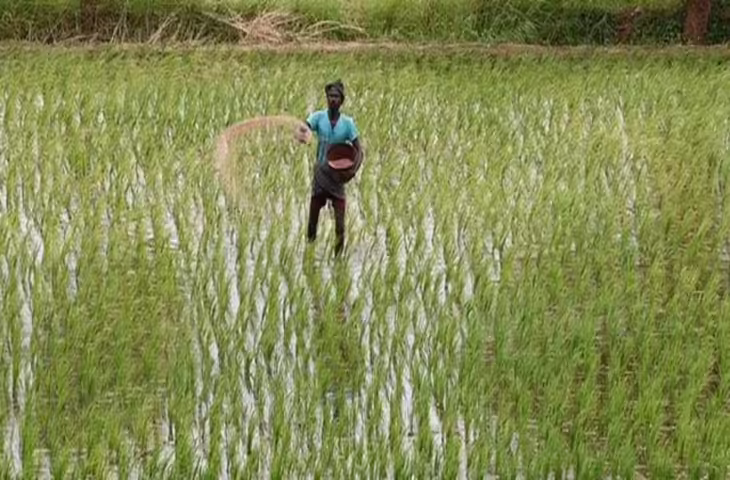 Kochi केरल में खेती के रकबे में तीन फीसदी की गिरावट के बावजूद धान का उत्पादन पांच फीसदी बढ़ा है