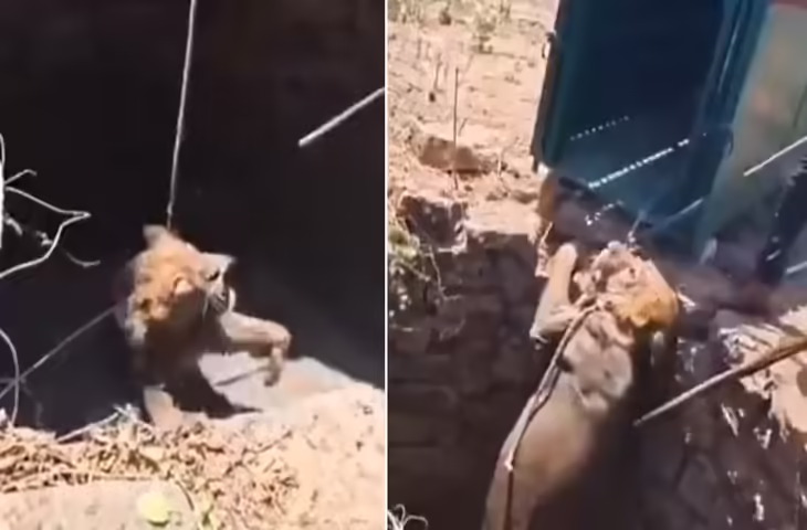 हैरान कर देने वाला वीडियो! कुएं में गिरा शेर, घंटों चले रेस्क्यू के बाद बचाई गई जान