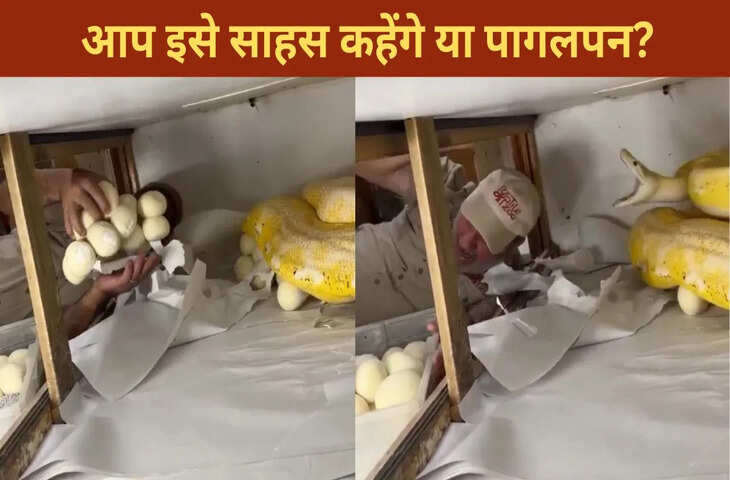  शख्स ने ले लिए अजगर के अंडे, फिर जो हुआ…देखकर उड़ जाएंगे आपके होश
