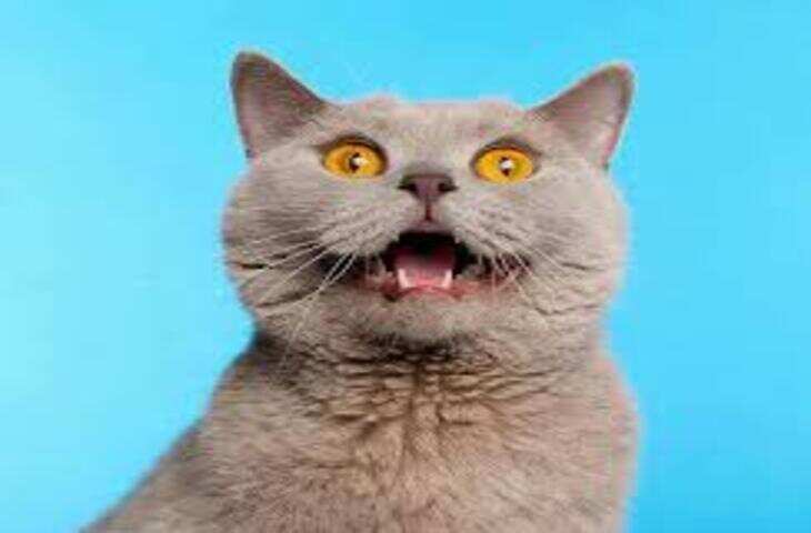 किस चीज को देखते ही उछल पड़ती है बिल्ली? नाम सुनकर छूट जाएगी हंसी