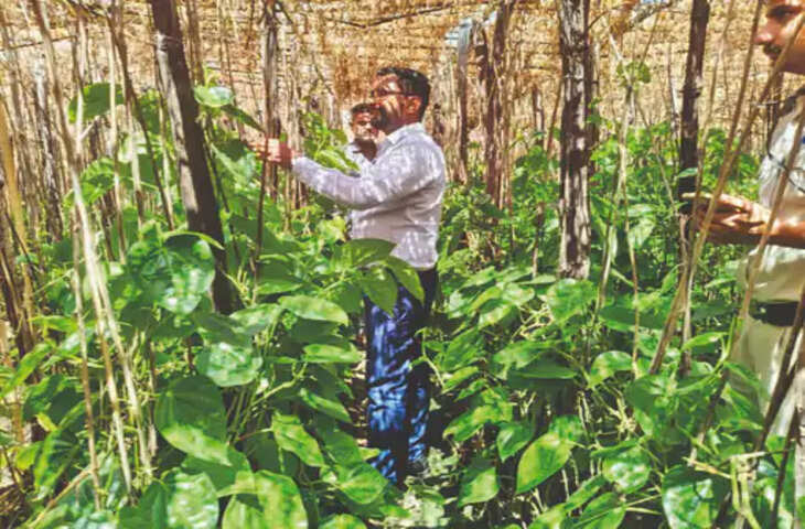 खो गई वो सुर्खी...: भोपाल के नवाबों का पसंदीदा 'बांग्ला पान' अब संकट में, 100 से घटकर सिर्फ 15 परिवारों तक सिमटी खेती