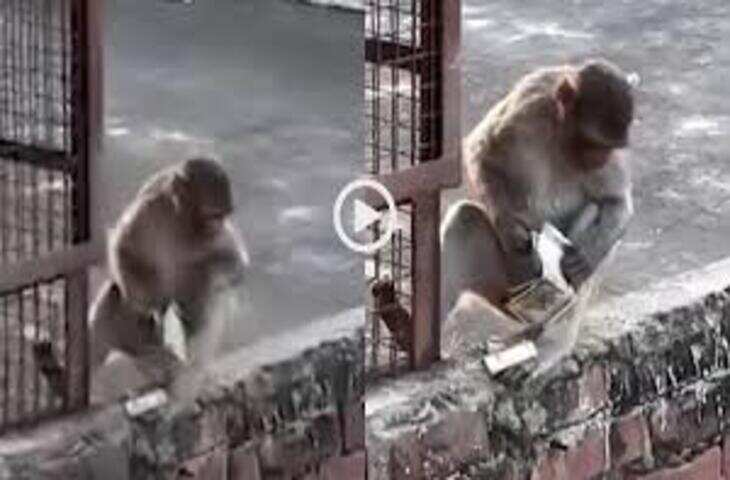 वृंदावन में बंदर का हाई-टेक हमला: श्रद्धालु से छीन लिया iPhone, वीडियो वायरल