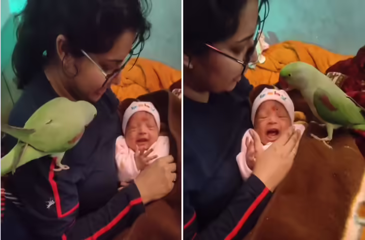 रोते हुए बच्चे को तोते ने एक आवाज में करा दिया चुप, वायरल क्लिप देख आप भी रह जाएंगे हैरान&nbsp;