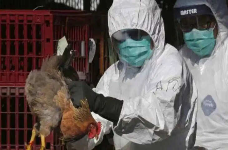 नंदुरबार में बर्ड फ्लू अलर्ट: पोल्ट्री संपर्क में आए 8 लोगों के सैंपल जांच के लिए भेजे गए