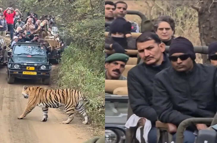 वीडियो में देखें रणथम्भौर सफारी के दौरान प्रियंका गांधी की जिप्सी के सामने आया टाइगर, पर्यटकों की धड़कनें बढ़ीं