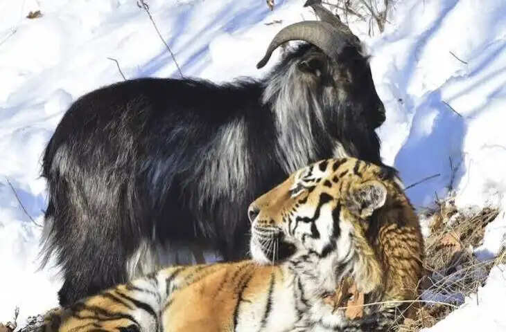 बाघ और बकरी की अनोखी दोस्ती, शिकारी और शिकार का रिश्ता भूलकर साथ रहने लगे दोनों