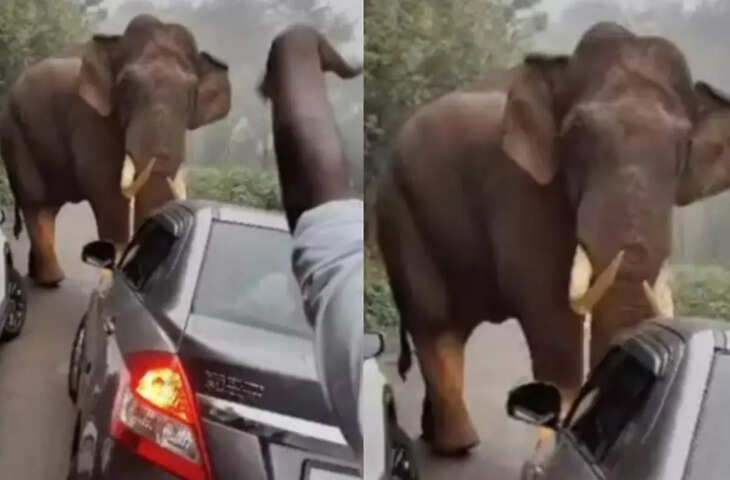 Viral Video: हाथी का तांडव, दीवार तोड़कर घर में घुसा गजान फिर देखिये क्या हुआ&nbsp;