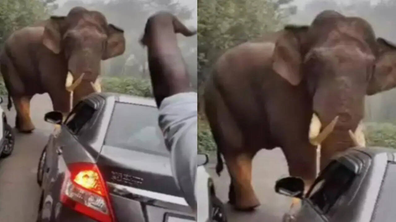 Viral Video: हाथी का तांडव, दीवार तोड़कर घर में घुसा गजान फिर देखिये क्या हुआ